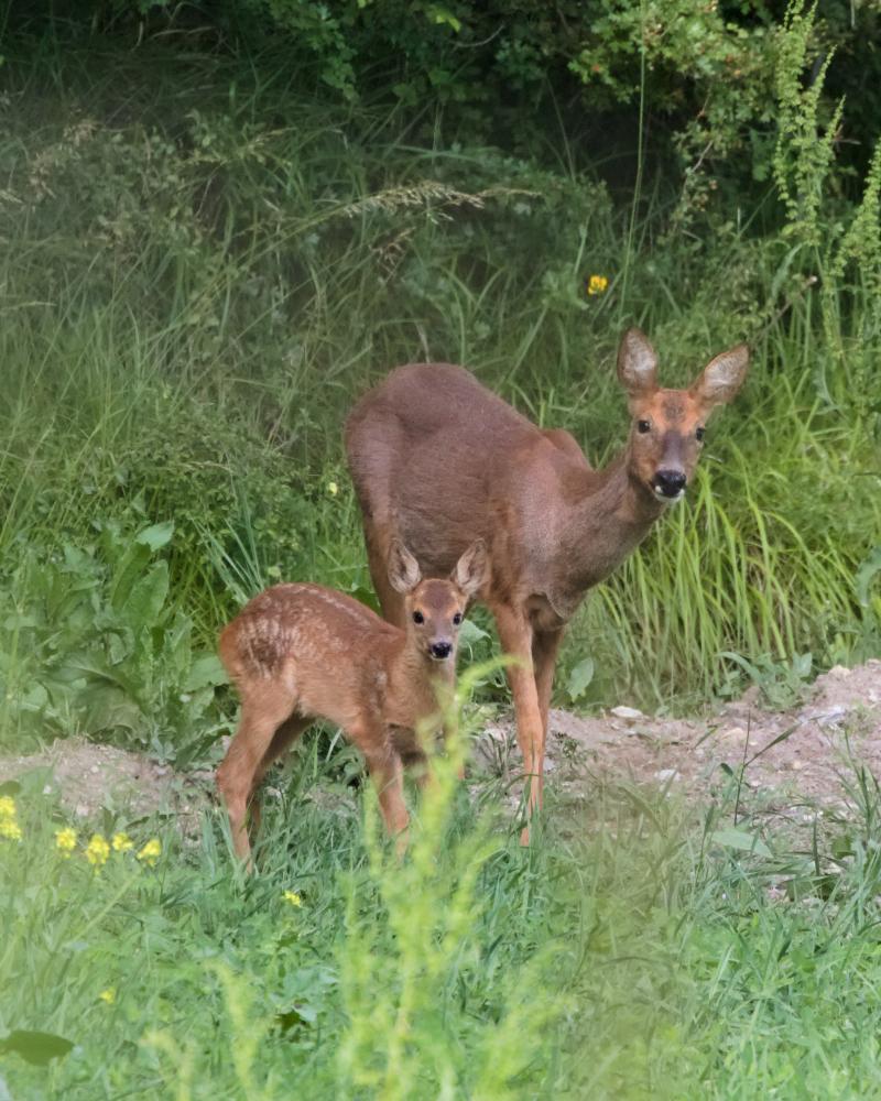 Chevrette et son jeune faon tacheté en lisière, dans les hautes herbes, regardant vers l’objectif