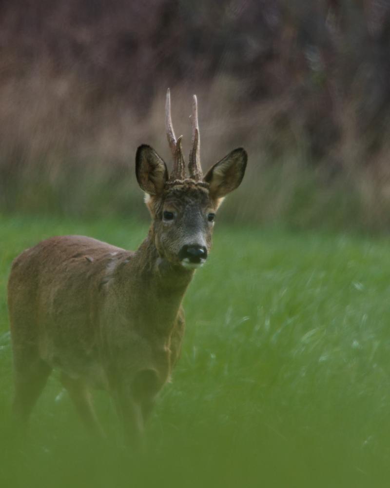 Chevreuil brocard aux bois en velours, debout dans une prairie verte