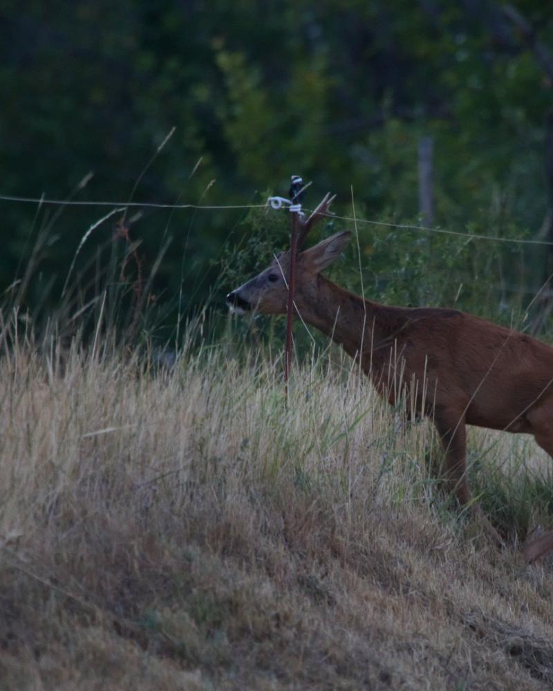 Chevreuil brocard longeant une clôture électrique dans les herbes sèches, au crépuscule