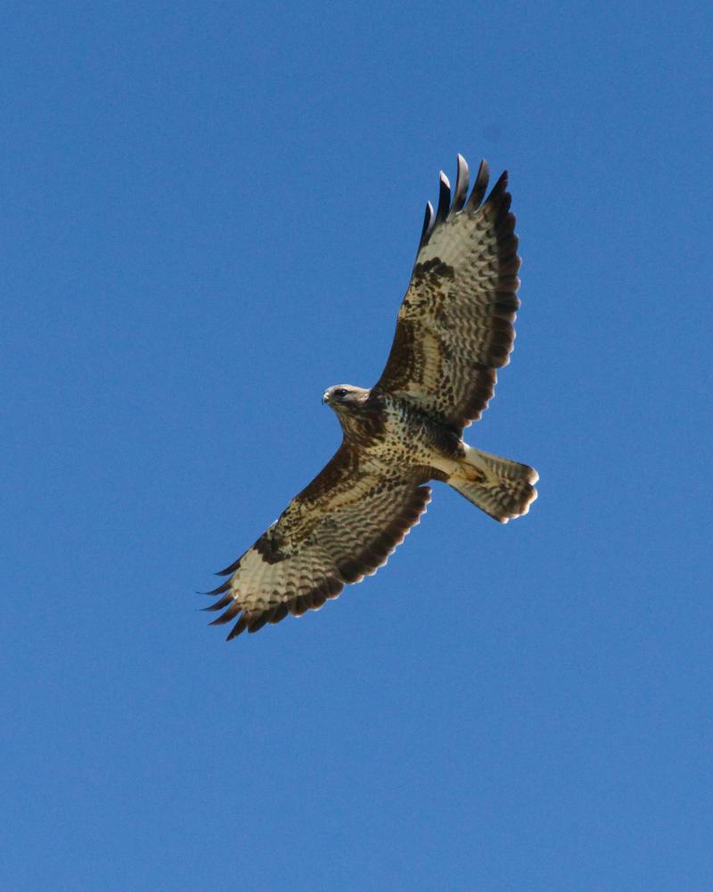 Buse variable planant, vue de dessous, sur un ciel bleu