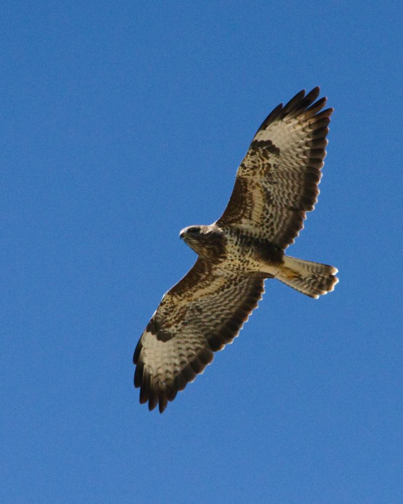 Buse variable en vol, ailes déployées, sur un ciel bleu