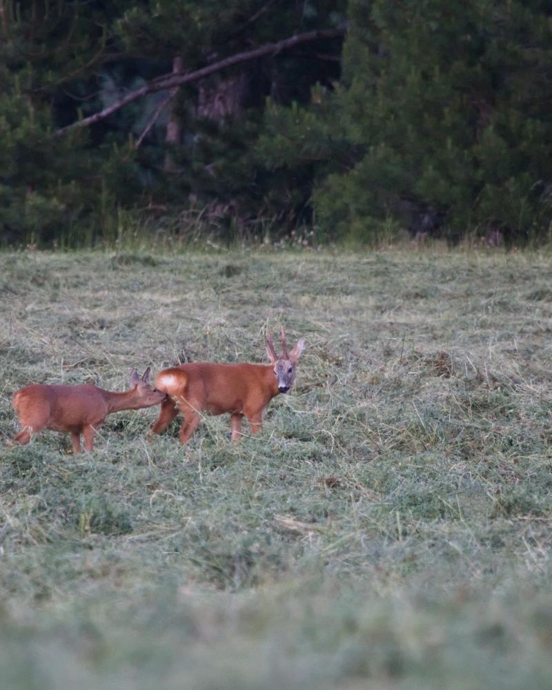 Brocard et chevrette dans un pré fauché, en lisière de pinède