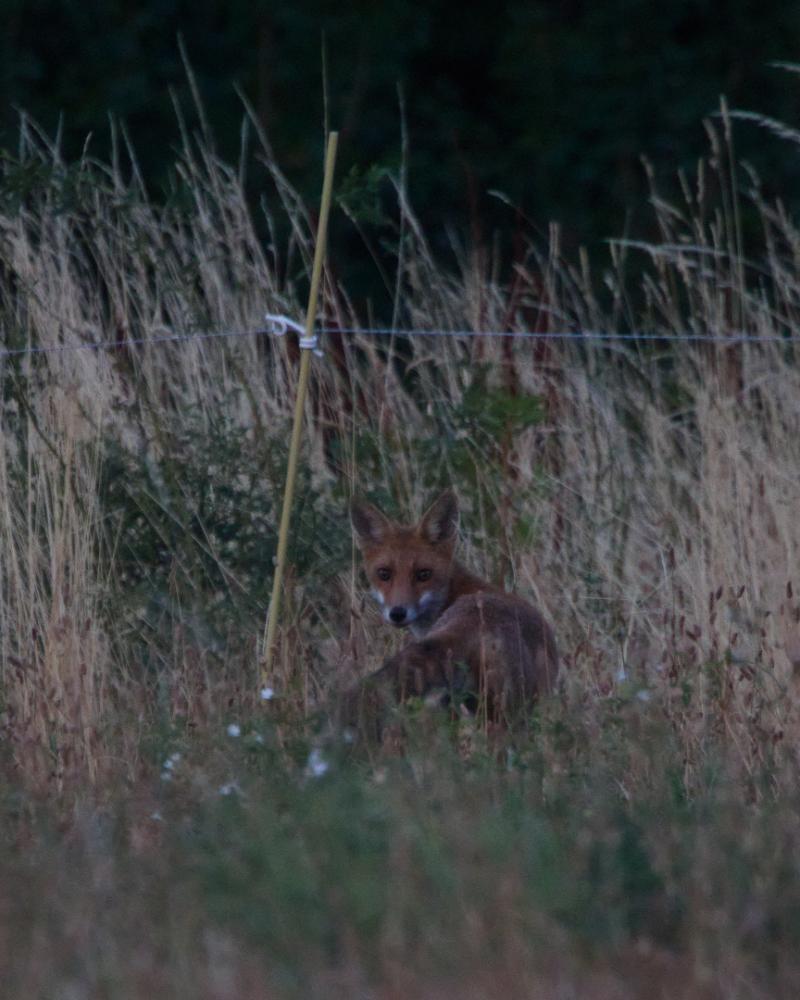 Renard roux assis dans les hautes herbes derrière une clôture, au crépuscule