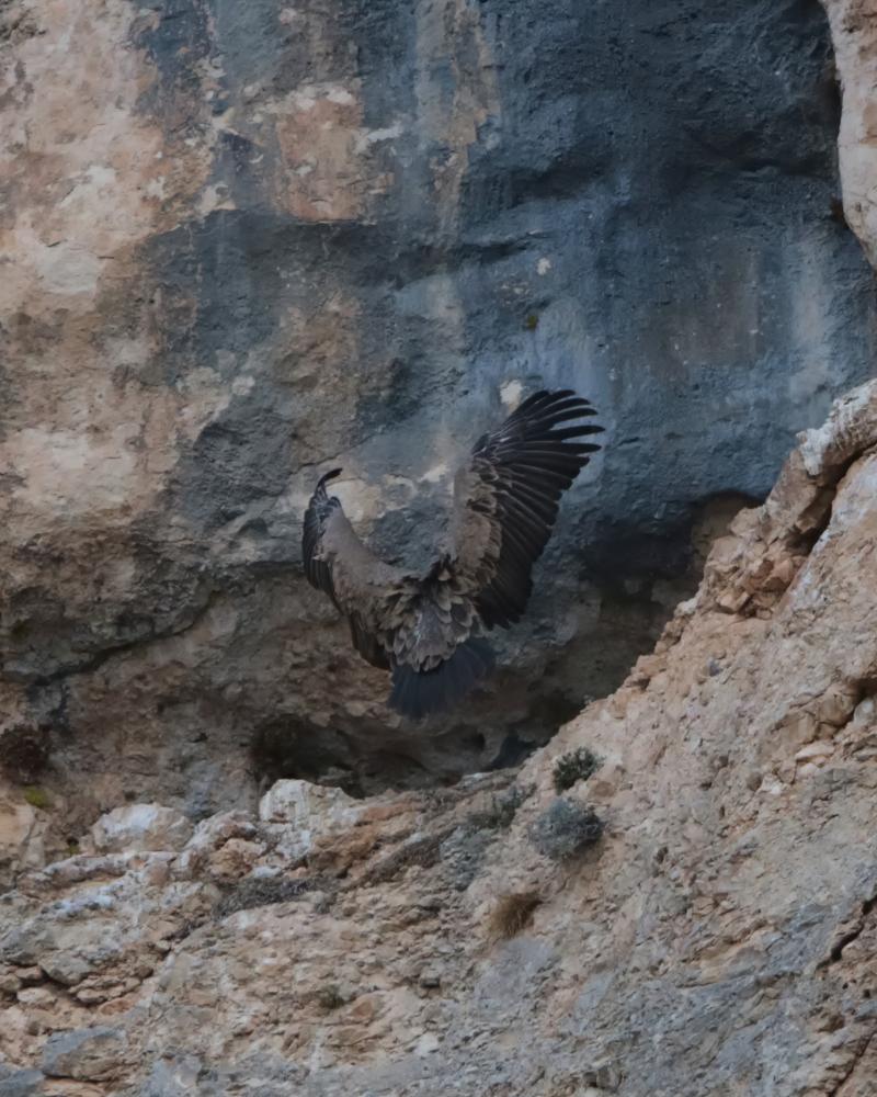 Vautour fauve ailes ouvertes se posant sur une corniche de falaise calcaire grise et ocre