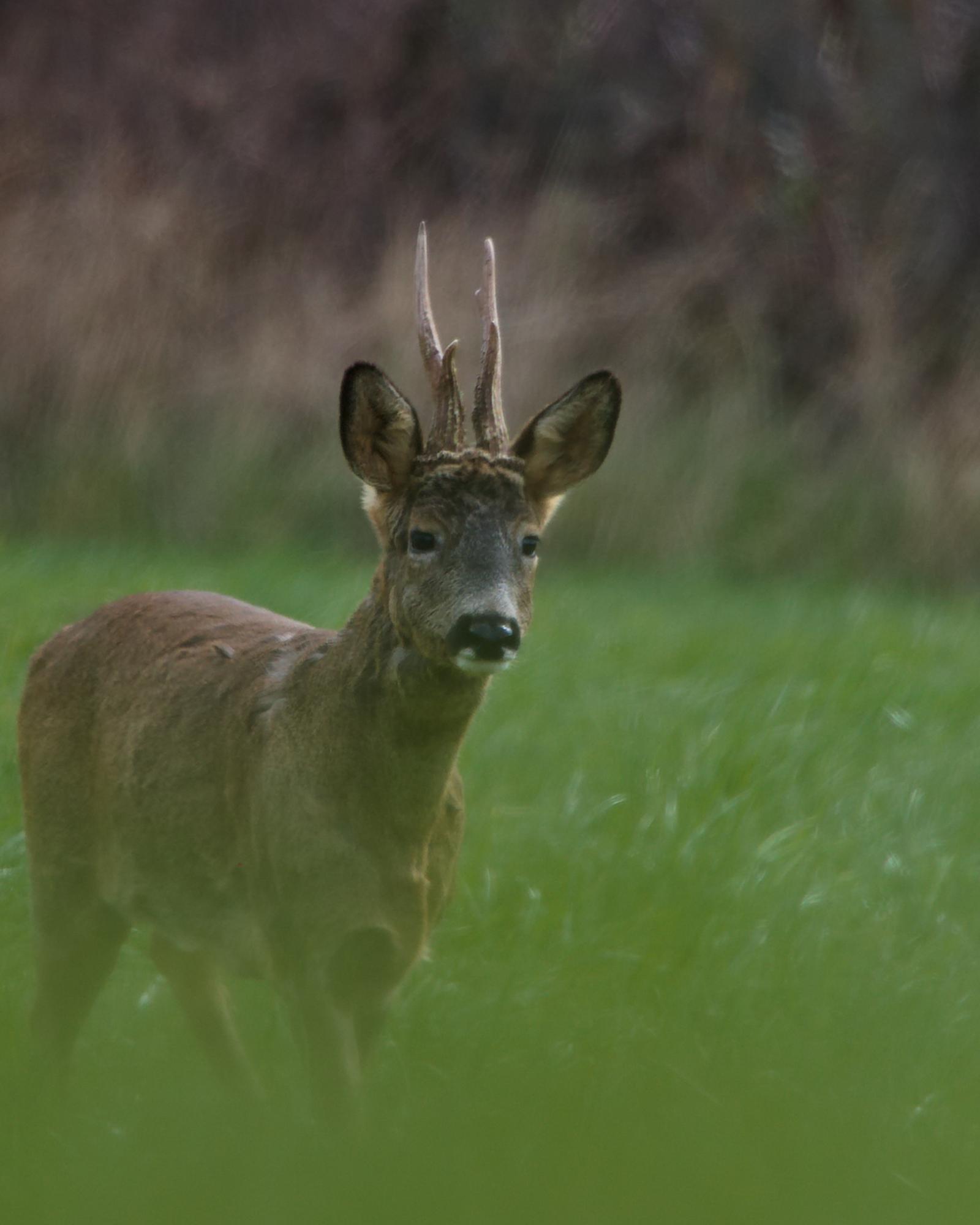 Chevreuil brocard aux bois en velours, debout dans une prairie verte