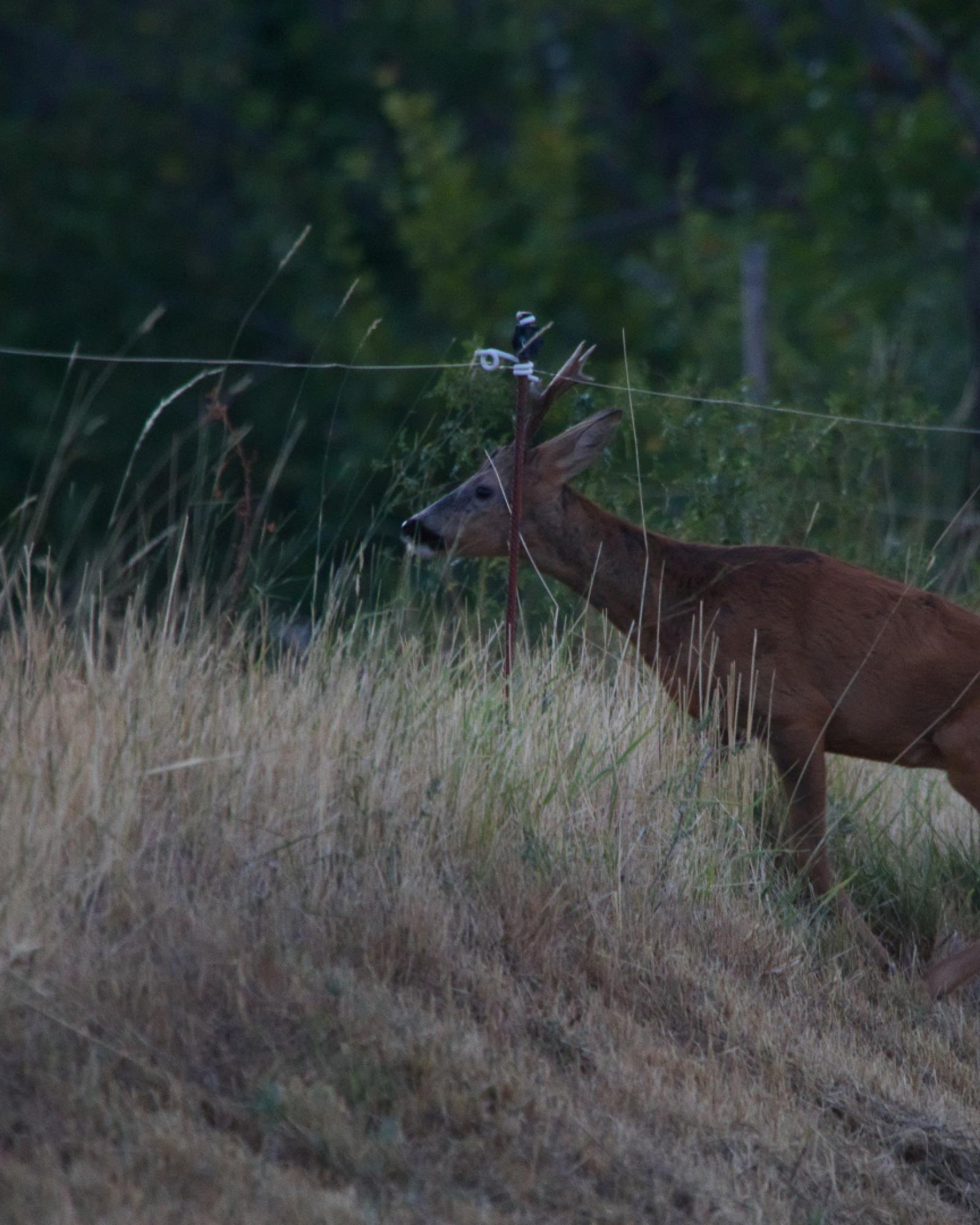 Chevreuil brocard longeant une clôture électrique dans les herbes sèches, au crépuscule
