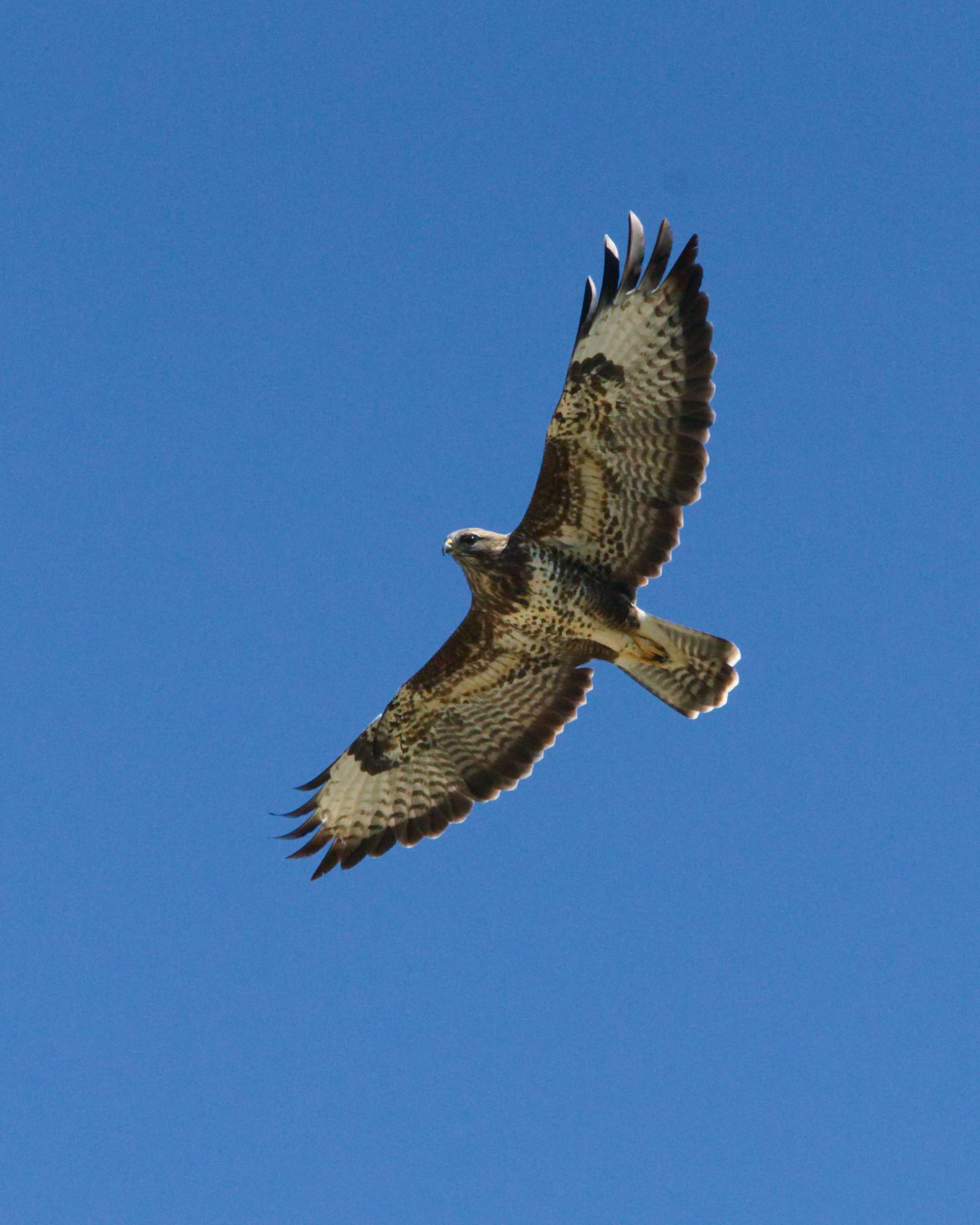 Buse variable planant, vue de dessous, sur un ciel bleu
