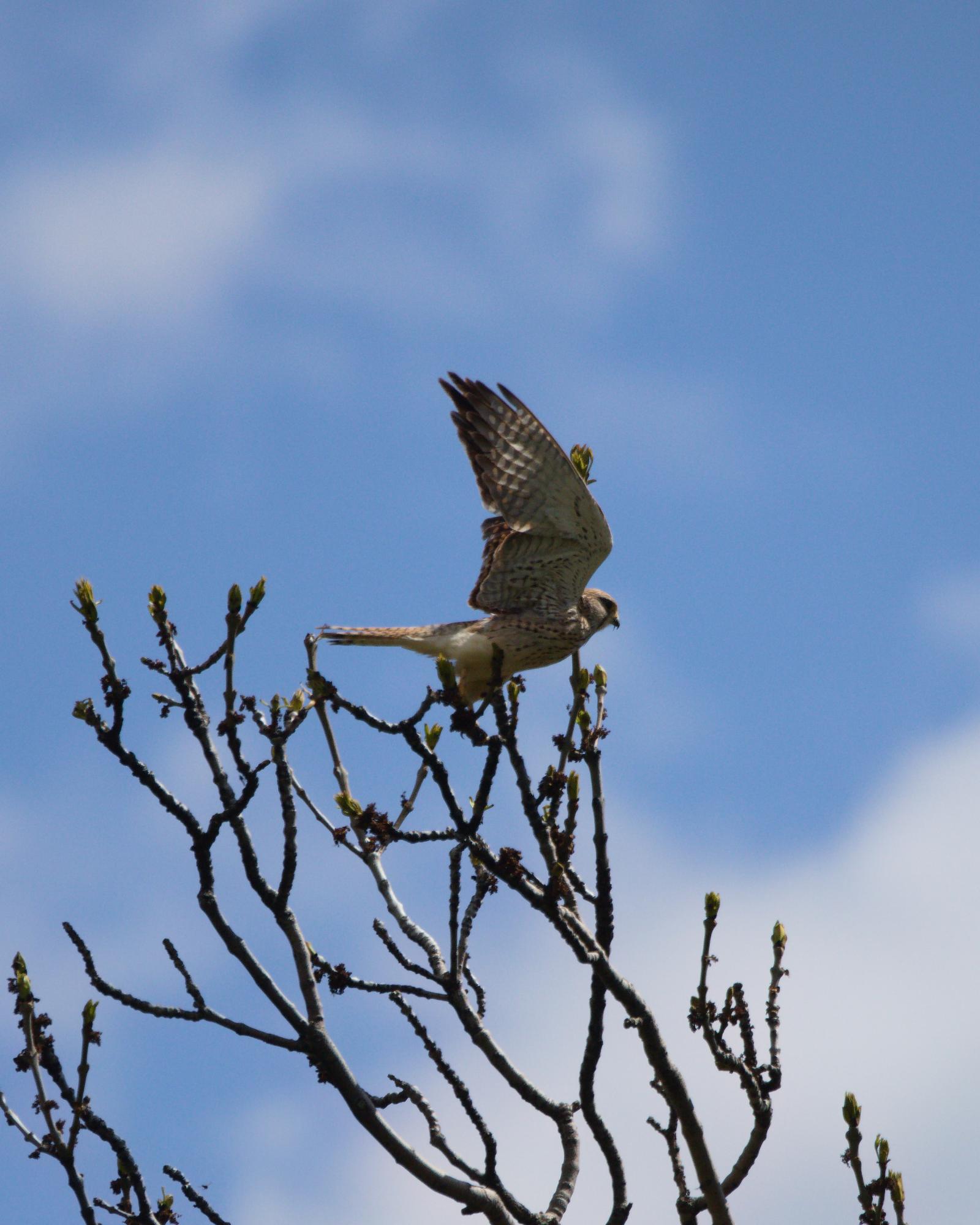 Faucon crécerelle prenant son envol depuis la cime d'un arbre en bourgeons