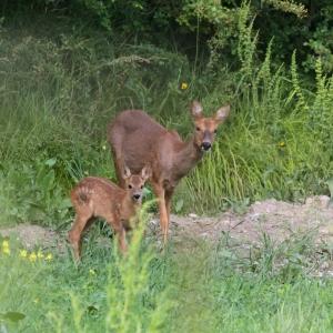 Chevreuils