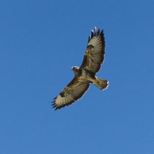 Buse variable planant, vue de dessous, sur un ciel bleu