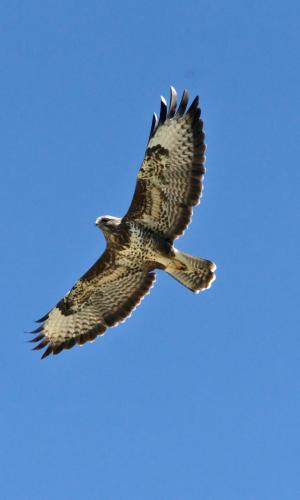 Buse variable