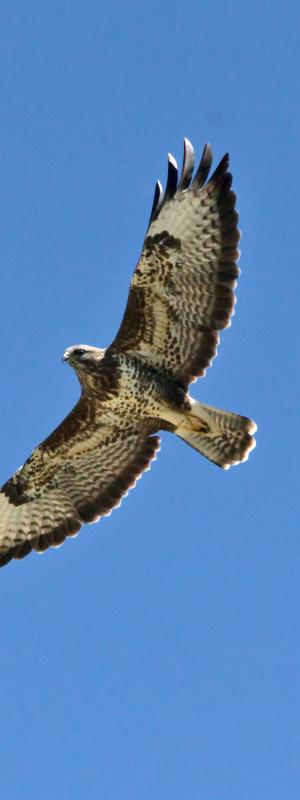Buse variable