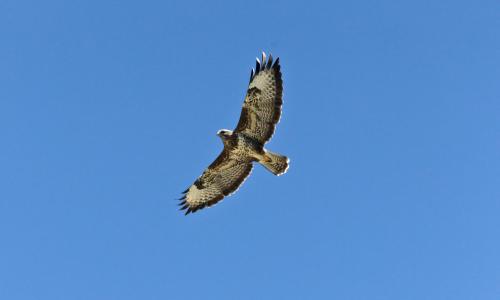 Buse variable