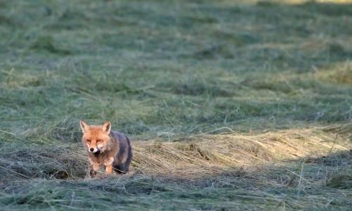 Renard roux avançant dans un pré fauché, éclairé par une lumière rasante