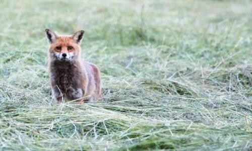 Renard roux fixant l'objectif dans l'herbe coupée