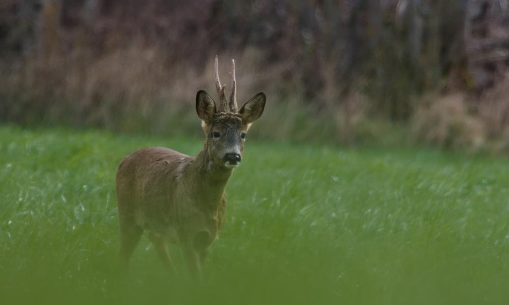 Chevreuil brocard aux bois en velours, debout dans une prairie verte