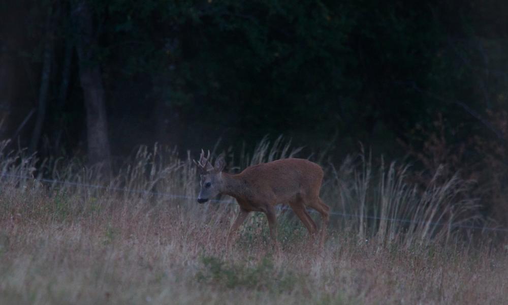 Chevreuil brocard marchant dans les hautes herbes à la tombée du jour