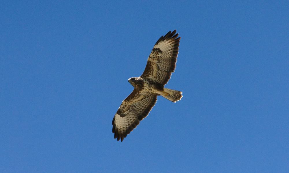 Buse variable en vol, ailes déployées, sur un ciel bleu