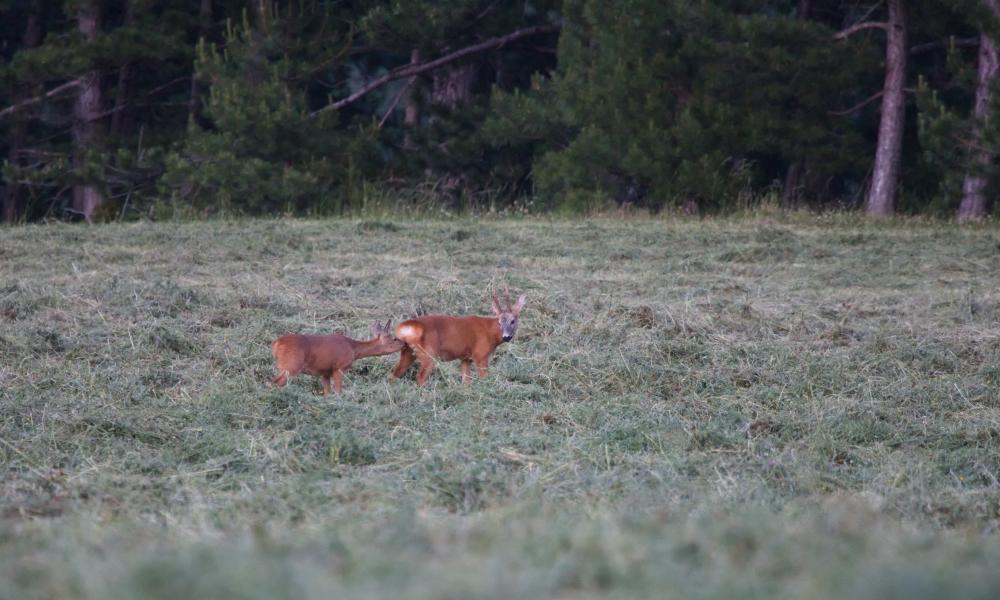 Brocard et chevrette dans un pré fauché, en lisière de pinède