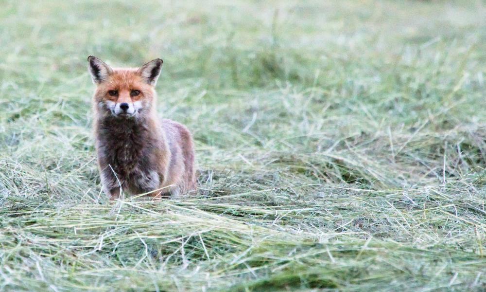 Renard roux fixant l'objectif dans l'herbe coupée