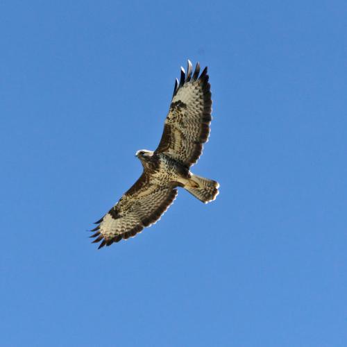 Buse variable