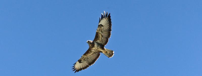 Buse variable