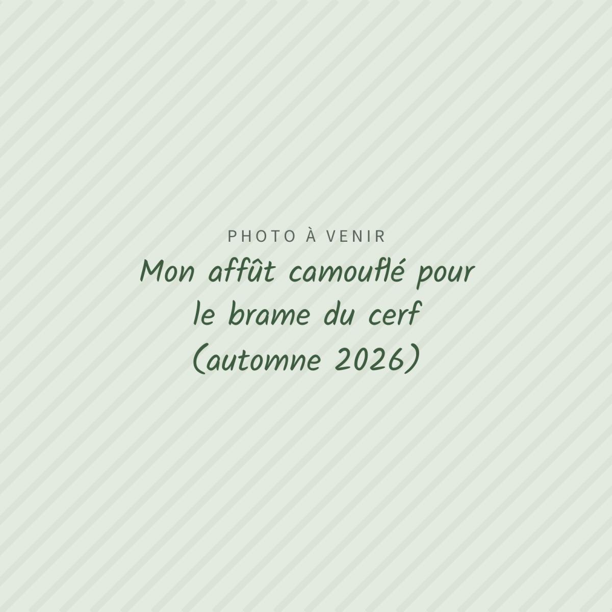 Photo à venir : Mon affût camouflé pour le brame du cerf (automne 2026)