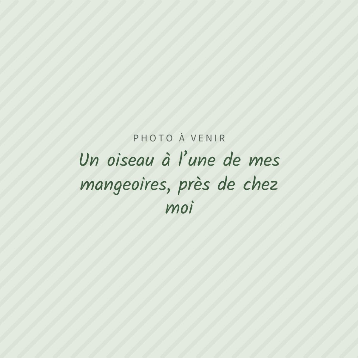 Photo à venir : Un oiseau à l’une de mes mangeoires, près de chez moi