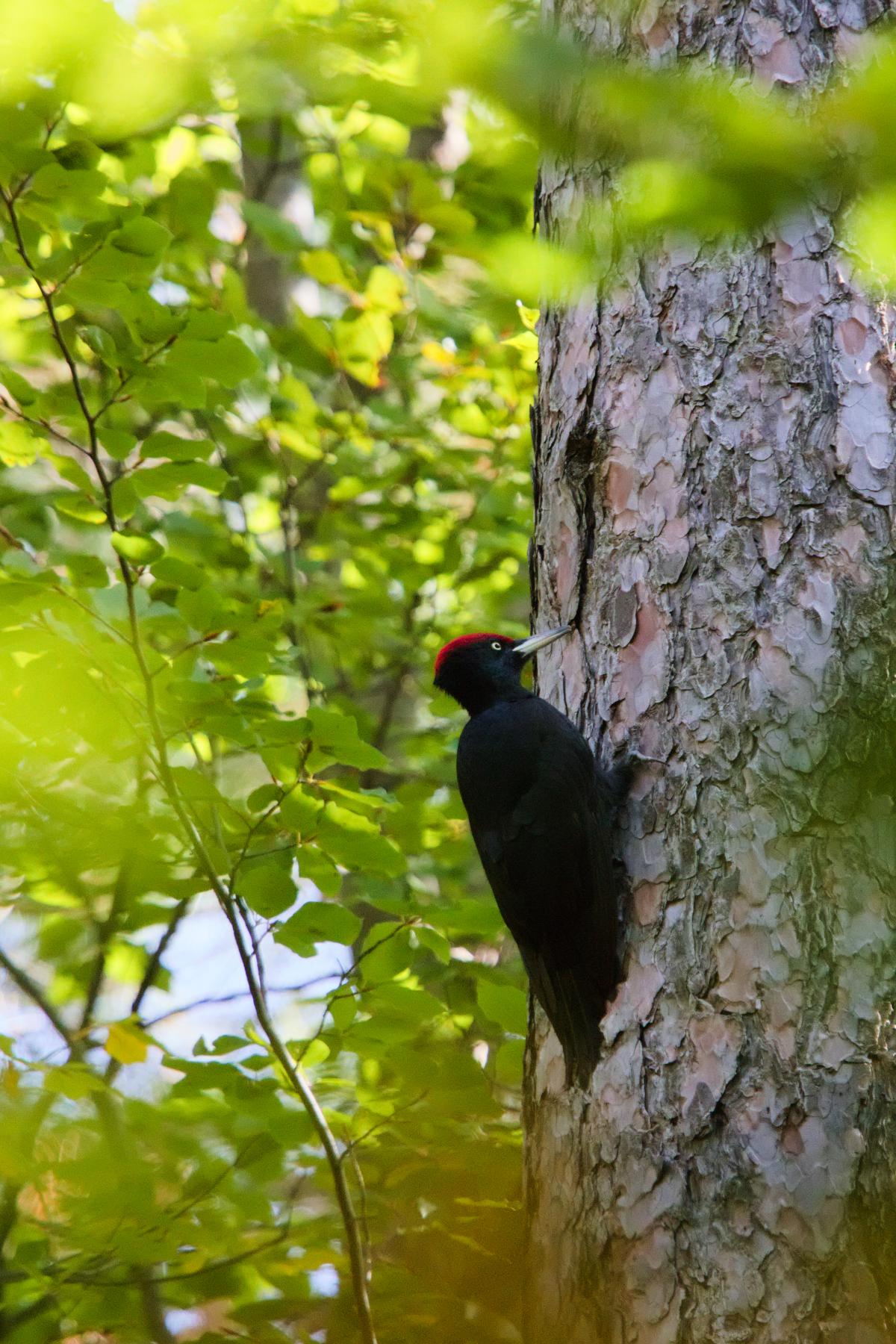 Pic noir à calotte rouge agrippé au tronc d’un grand sapin, entouré de feuillage vert éclairé par le soleil