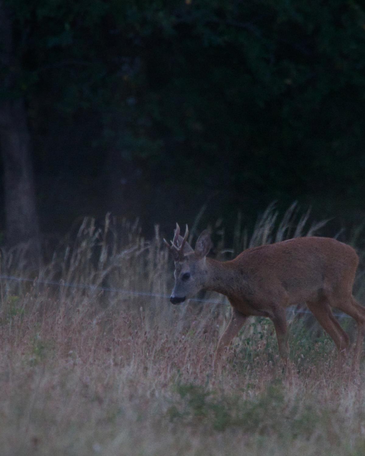 Chevreuil brocard marchant dans les hautes herbes à la tombée du jour