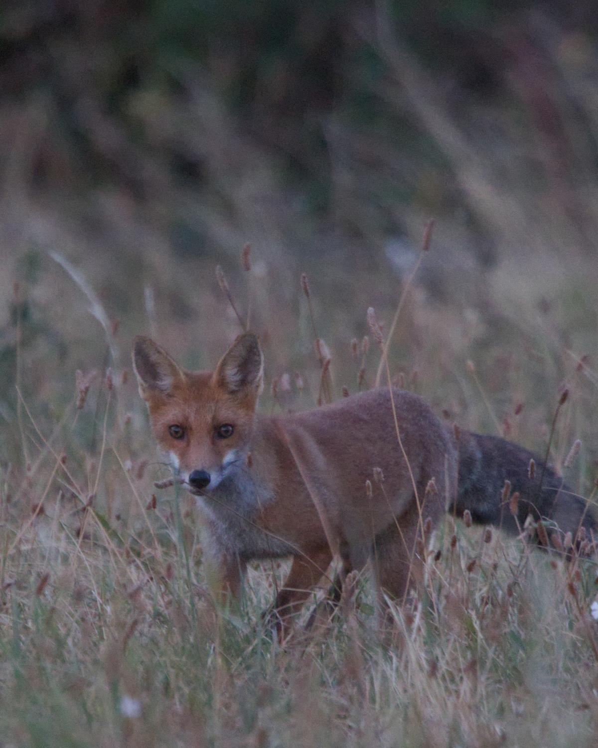 Jeune renard roux dans les herbes sèches, regardant vers le photographe