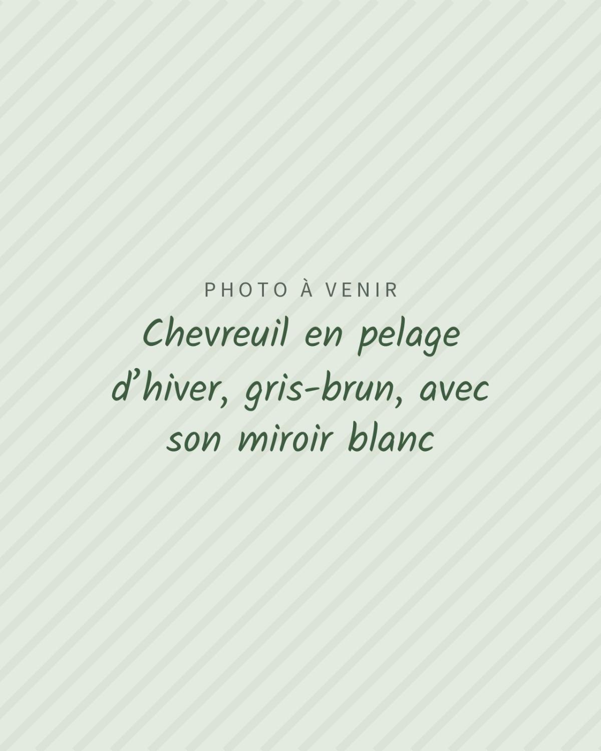 Photo à venir : Chevreuil en pelage d’hiver, gris-brun, avec son miroir blanc