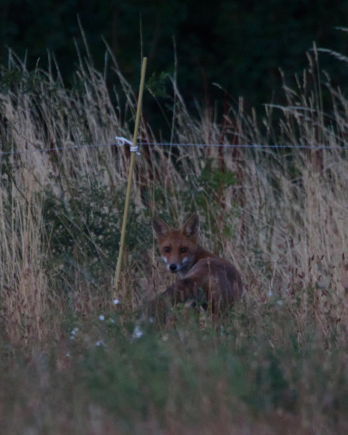 Renard roux assis dans les hautes herbes derrière une clôture, au crépuscule