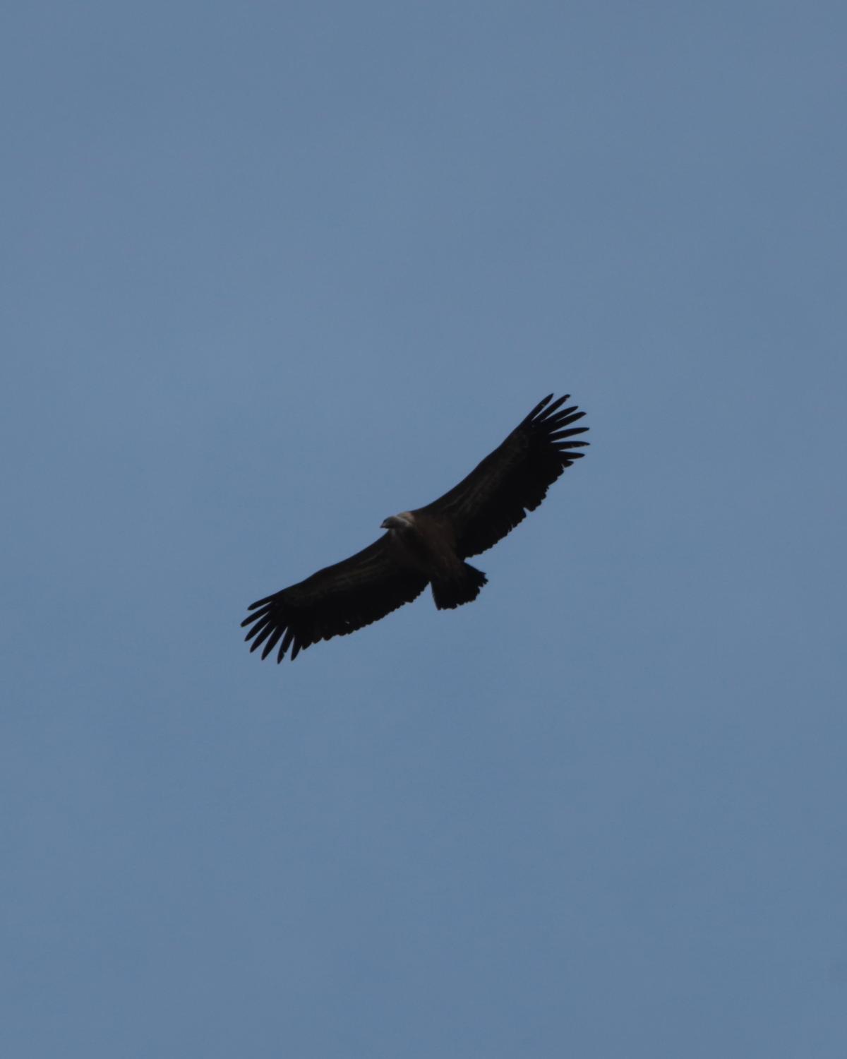 Vautour fauve planant ailes grandes ouvertes, rémiges écartées comme des doigts, sur un ciel gris bleu