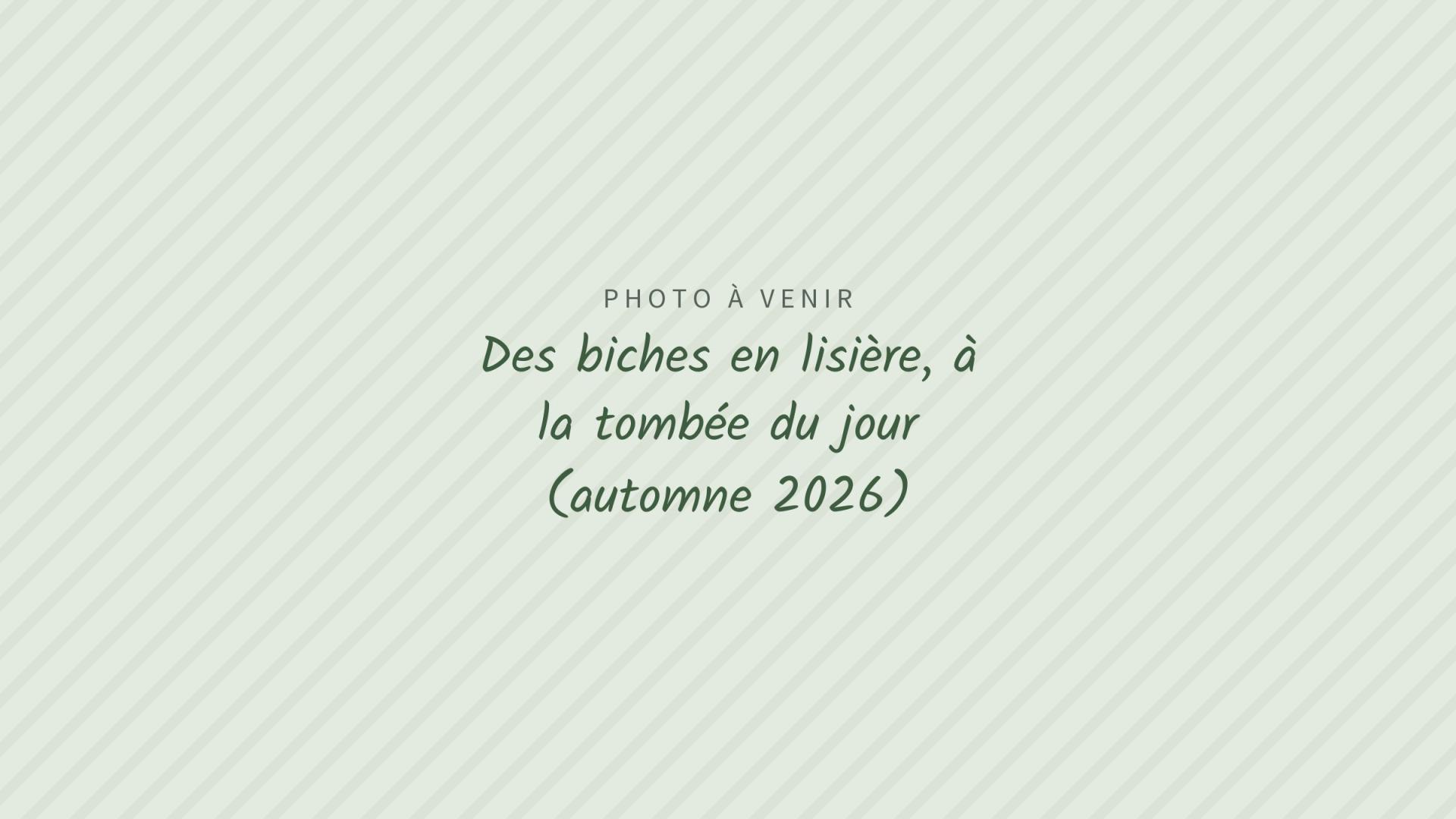 Photo à venir : Des biches en lisière, à la tombée du jour (automne 2026)
