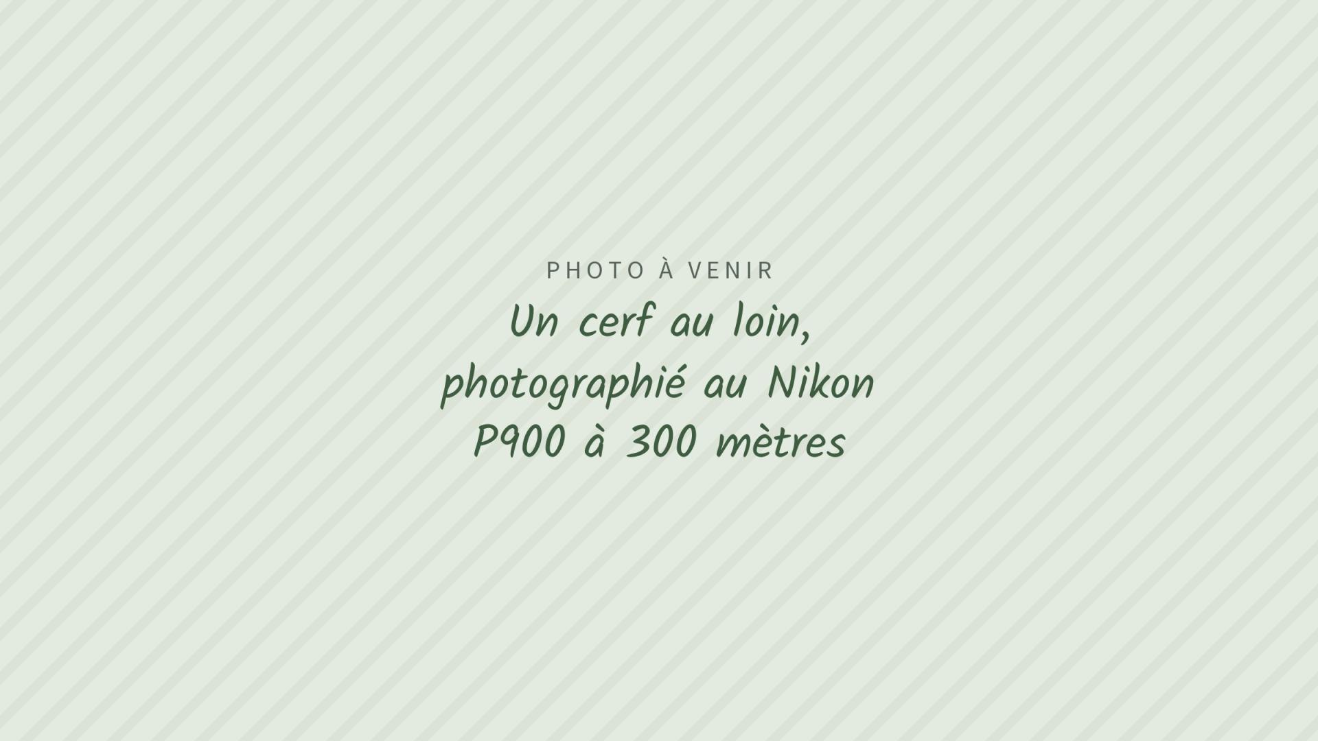 Photo à venir : Un cerf au loin, photographié au Nikon P900 à 300 mètres