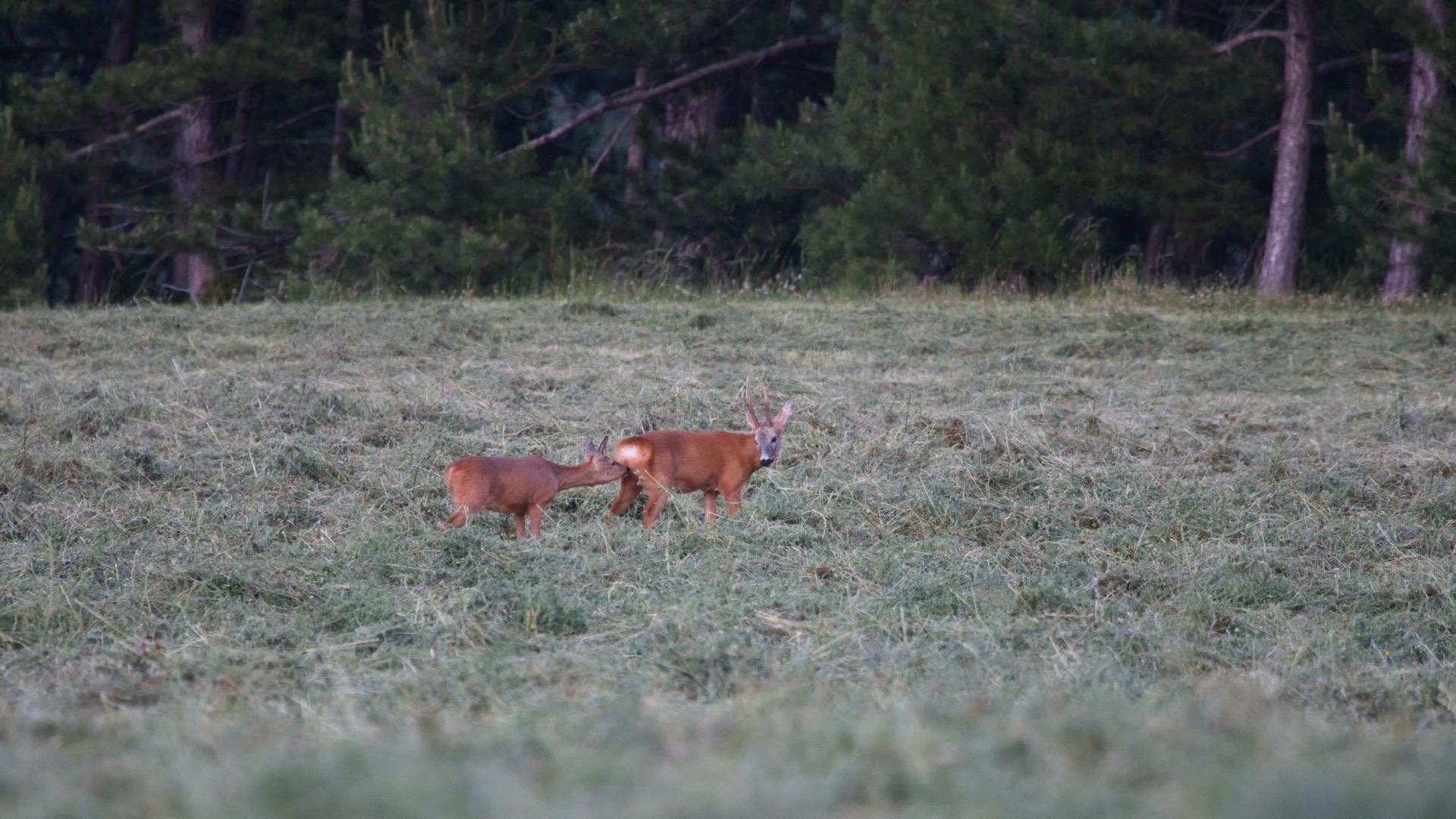 Brocard et chevrette dans un pré fauché, en lisière de pinède
