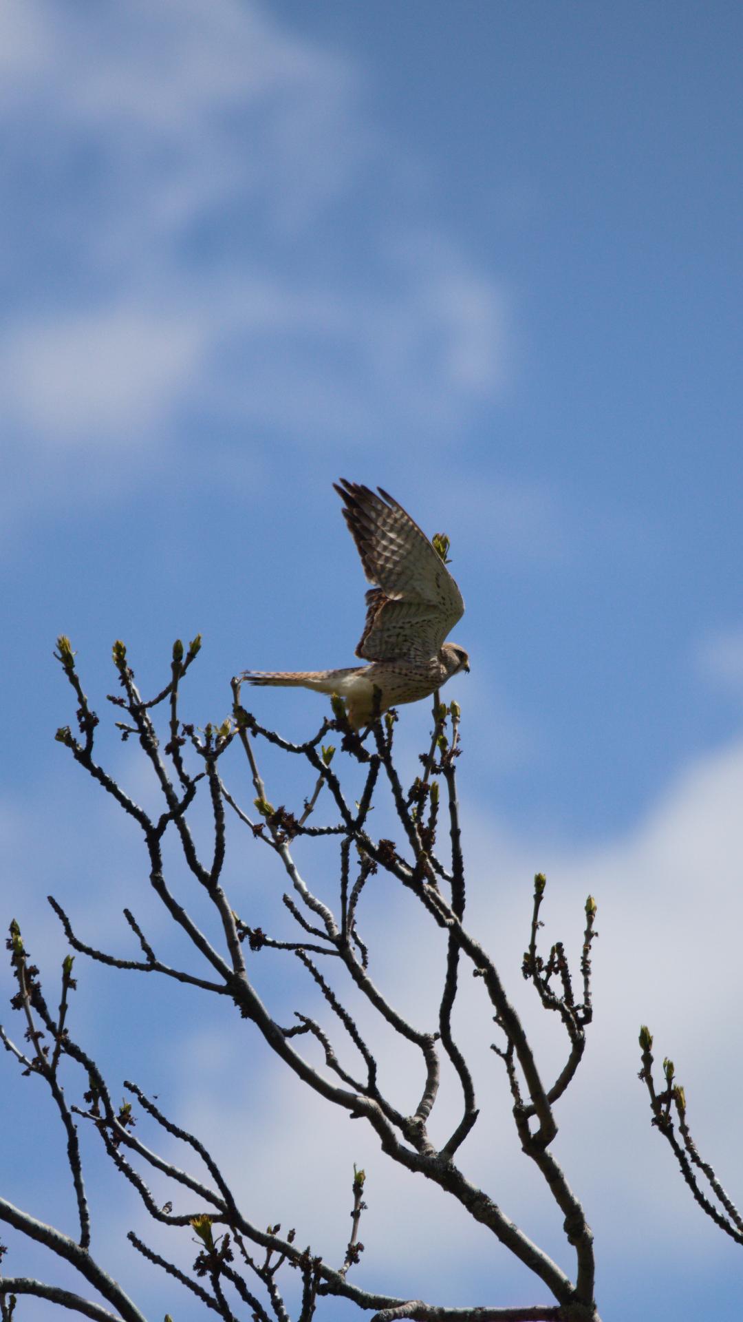 Faucon crécerelle prenant son envol depuis la cime d'un arbre en bourgeons