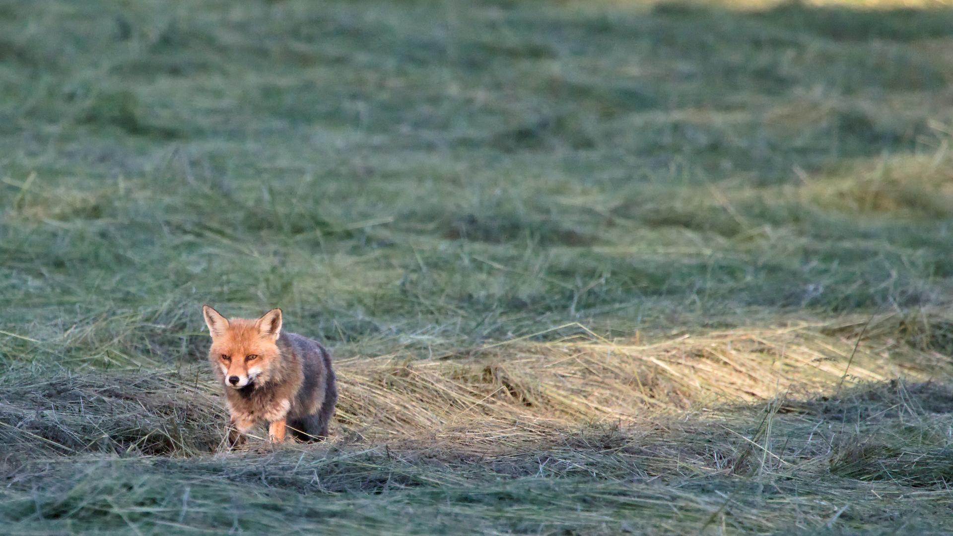 Renard roux avançant dans un pré fauché, éclairé par une lumière rasante