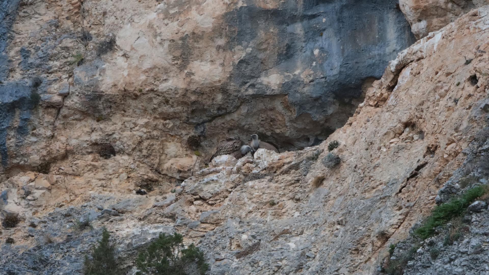 Vautours fauves posés au pied d’une falaise calcaire, dans une cavité ombragée de la paroi