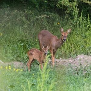 Chevrette et son jeune faon tacheté en lisière, dans les hautes herbes, regardant vers l’objectif