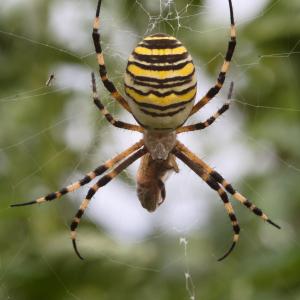 Argiope frelon aux bandes jaunes et noires, pattes écartées au centre de sa toile, sur un fond de verdure