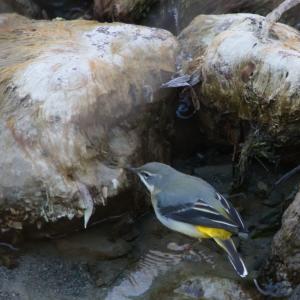 Bergeronnette des ruisseaux au ventre jaune, cherchant sa nourriture entre des rochers moussus au bord de l’eau