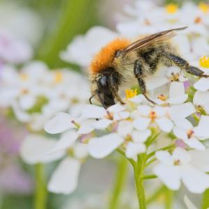 Bourdon au thorax orangé et aux ailes translucides, posé sur un bouquet de petites fleurs blanches