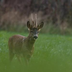 Chevreuil brocard aux bois en velours, debout dans une prairie verte