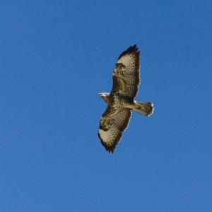 Buse variable au plumage clair et brun, en vol ailes déployées sur un ciel d’un bleu profond