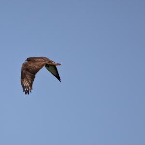 Buse variable brune en vol, ailes déployées sur le ciel bleu, au-dessus d’une colline boisée
