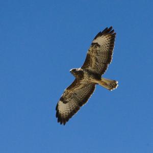 Buse variable en vol, ailes déployées, sur un ciel bleu