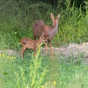 Chevrette debout dans l’herbe haute avec son jeune faon tacheté, en bordure d’un bois ensoleillé
