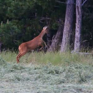 Chevreuil en plein bond au-dessus de l’herbe coupée, devant une lisière de troncs et de feuillage sombre